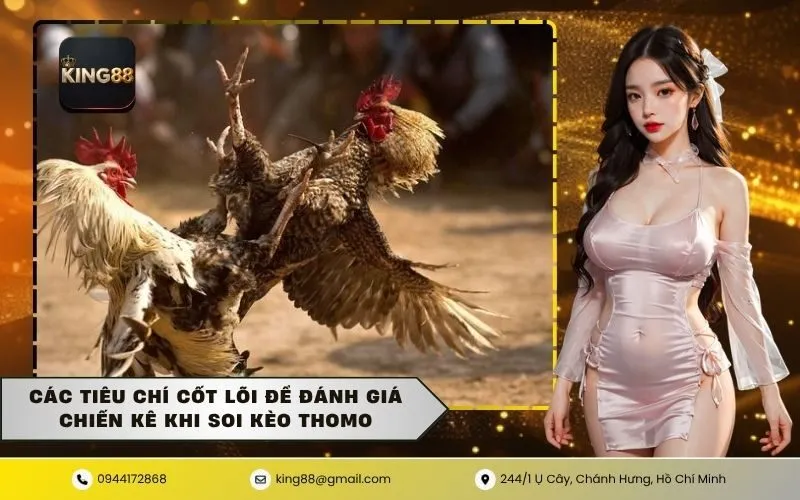 Các tiêu chí cốt lõi để đánh giá chiến kê khi soi kèo Thomo